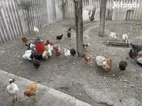 Chickens — फ़ोटो 3
