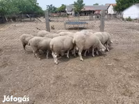 Oveja, Ovejas — foto 3