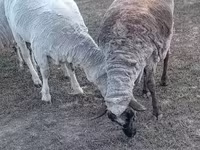 Қошқар, Қойлар — 2-сурет