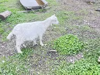 Chèvre, Alpine goat — photo 2