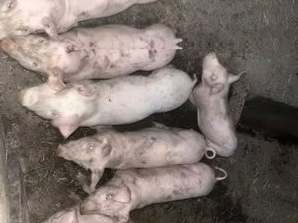 Porca, Porcos