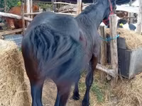 母马, Percheron — 照片 3