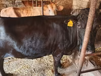 Cow, Wild yak — photo 4