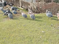 Turkeys — fotografija 4