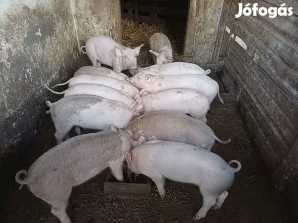 Świnie (partia, płeć nieokreślona), Świnie — Węgry