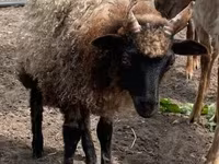 Qoç, Racka sheep — foto 1