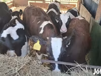 ثور, Simmental cattle — الصورة 1