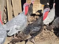 Turkeys — zdjęcie 2