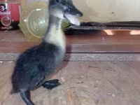 Bantam de Pequim — foto 5