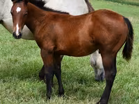 Pastuv, Quarter Horse — fotografija 1