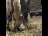 Caballo, Caballos — foto 1