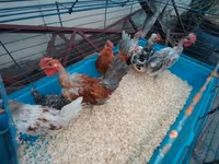 Chickens — zdjęcie 2
