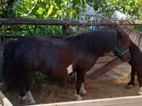 Égua, Cavalos — foto 4