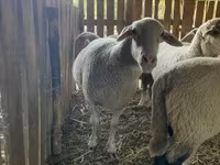Schaf, Merinoland sheep — Foto 2