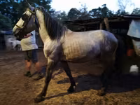 Cavalo, Cavalos — foto 2
