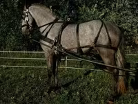 حصان, Lipizzaner — الصورة 6