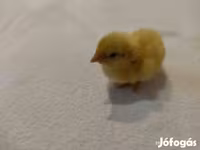 Quails — Foto 8