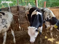 母牛, Belgian Blue — 照片 1