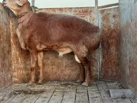 Ram, Sheep — photo 1