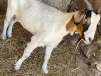 Koza, Boer goat — fotografija 1
