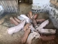 خنزيرة, Дюрок — الصورة 2
