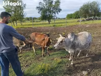 Touro, Zebu — foto 5