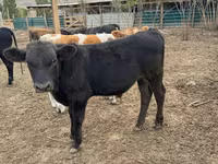 Bull, Swiss cattle — photo 2