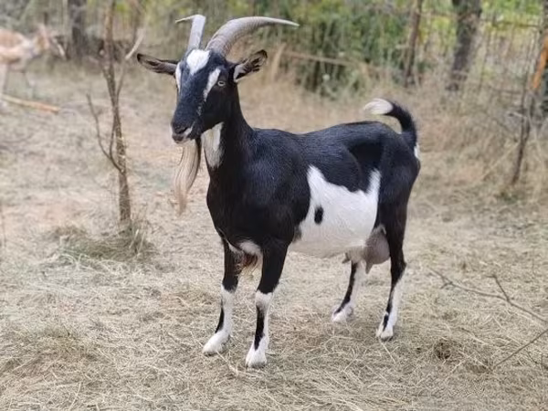 Koza, Toggenburg goat