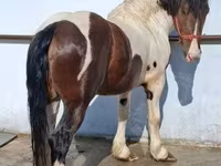 Pastuv, Gypsy horse — fotografija 2