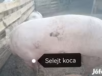 Säue, Пьетрен — Foto 5