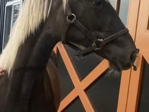 Pastuv, Rocky Mountain Horse