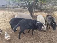 Bélier, Merino sheep — photo 5