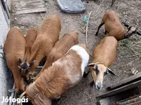 公羊, Cameroon sheep — 照片 7