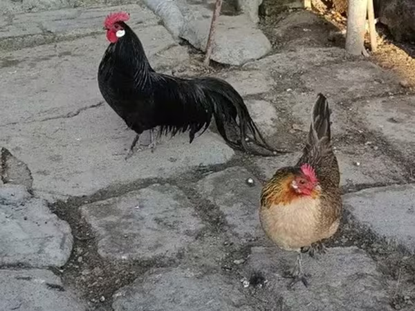Chickens