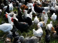Chickens — zdjęcie 3
