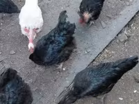 Chickens — الصورة 1