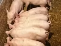 母猪, Pigs — 照片 2