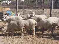 母羊, Sheep — 照片 1