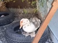 Ducks — zdjęcie 2