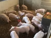 Verrat — photo 1
