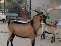 Kozioł, Alpine goat — zdjęcie 1