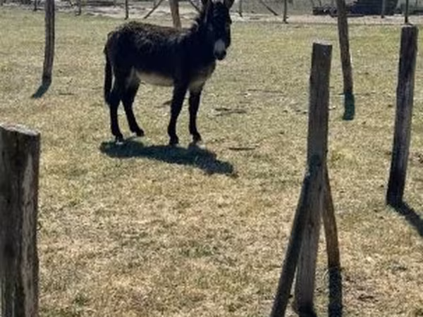 घोड़ा, Kerry Bog Pony
