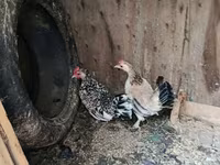 Japanski bantam — fotografija 3