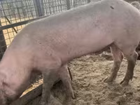 Eber, Schweine — Foto 1