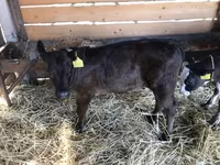 Taureau, Vache limousine — photo 2