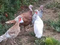 Turkeys — zdjęcie 2