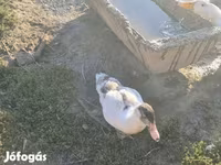 Ducks — photo 7