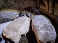 雌羊, Adal sheep — 写真 1