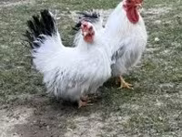 Chickens — foto 4