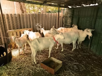 Koze (partija, pol nije naveden), Pomellata goat — fotografija 5